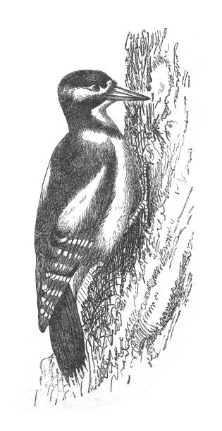 Great spotted woodpecker (Dendrocopos major) - vintage engraved illustration Vintage engraved illustration isolated on white background - Great spotted woodpecker (Dendrocopos major) dendrocopos major stock illustrations