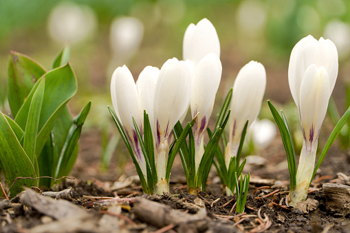 Blooming white crocuses in the park. First spring flowers.