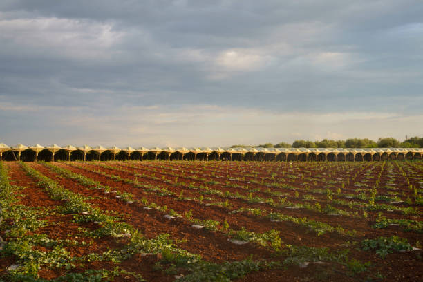 istock Rural landscape on Apulia between Bitonto and Conversano 1369306622