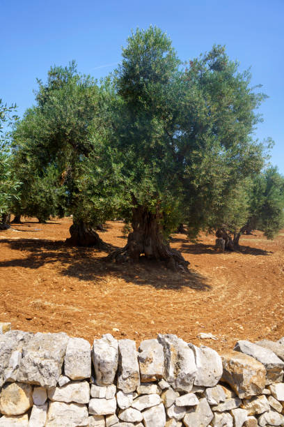 istock Rural landscape on Apulia between Polignano a Mare and Alberobello 1369306663