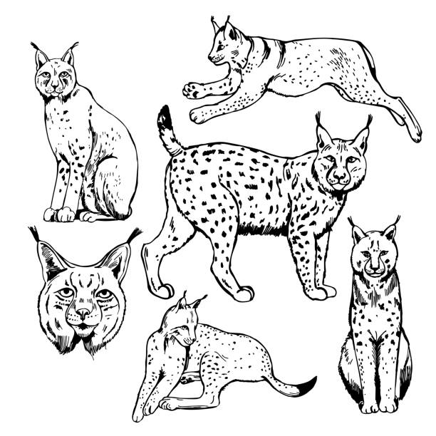 ilustraciones, imágenes clip art, dibujos animados e iconos de stock de lince. ilustración de boceto. - gato montés