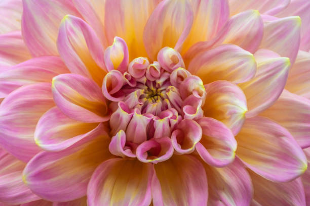 istock Pink Dahlia in Singapore 1369306973