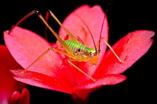 Grasshopper on red Flower.