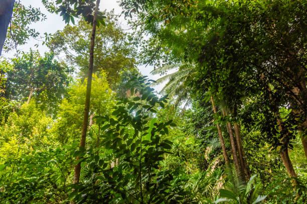 istock Tropical rainforest of Singapore botanic gardens 1369308608