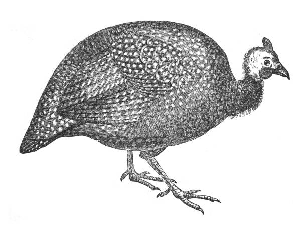 Helmeted guineafowl (Numida meleagris) - vintage engraved illustration Vintage engraved illustration isolated on white background - Helmeted guineafowl (Numida meleagris) guinea fowl stock illustrations