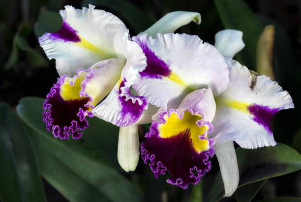 close-up Cattleya Orchid flower Cattleya orchid flower in Thailand dendrobium orchid stock pictures, royalty-free photos & images