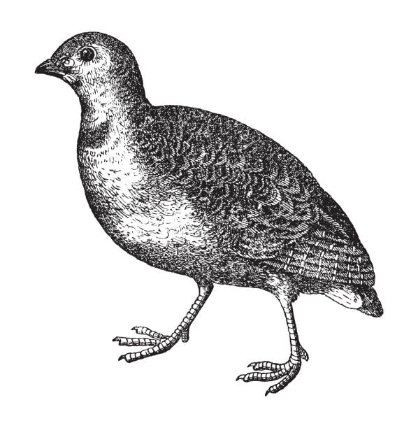 Common quail (Coturnix coturnix) Vintage engraved illustration isolated on white background - coturnix quail stock illustrations