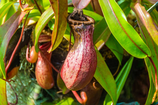 istock Flower in Singapore 1369309606