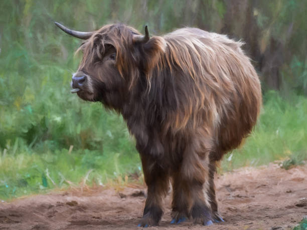 pintura digital de una hermosa vaca de las tierras altas en un entorno rural natural. - cattle highland cattle beef animal fotografías e imágenes de stock