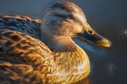 Digital painting of a female mallard dabbling duck, anas platyrhynchos, with a closeup sunlit head and in profile, with a bokeh background.