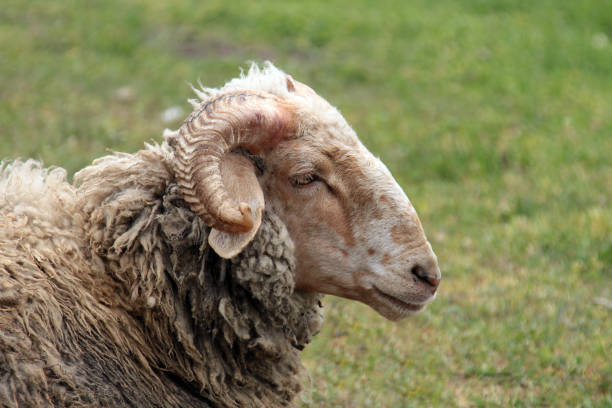 istock The horned head of sheep 1369310259