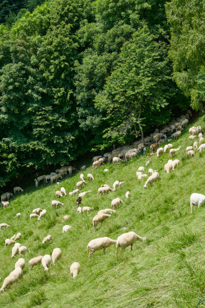 istock Flock of Sheep 1369310262