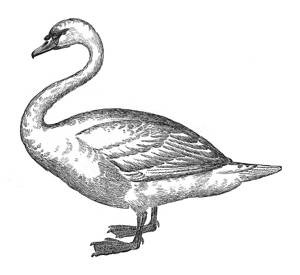 Vintage engraved illustration isolated on white background - Mute swan (Cygnus olor)