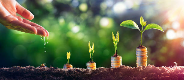 Money Plant - Financial Growth Investment - Growing Business Concept stock photo
