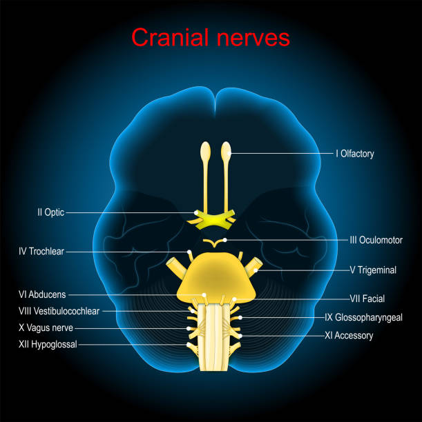 ภาพประกอบสต็อกที่เกี่ยวกับ “เส้นประสาทกะโหลกศีรษะ สมองมนุษย์บนพื้นหลังที่มืด - เส้นประสาทไทรเจมินัล ภาพถ่าย”