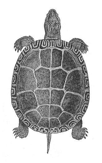 Vintage engraved illustration isolated on white background - Painted turtle (Chrysemys picta)