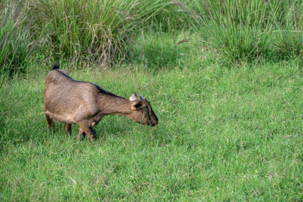 istock Two sheep grazing on the grass 1369311597