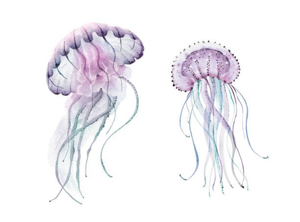 jellyfish marine animal organisms set, hand painted watercolor. - denizyıldızı illüstrasyonlar stock illustrations