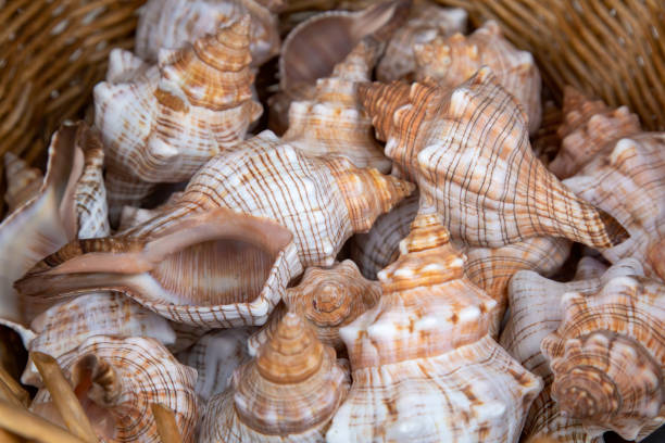 collection de coquillages dans un bol - vacations nature shell snail photos et images de collection