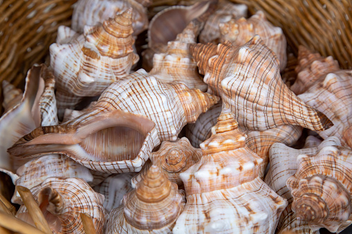 Seashells on the coast. Cockleshells. Background of shells. Summertime, vacation, travel, tourism concept - seashell lie on beach. Flat lay, top view, close-up