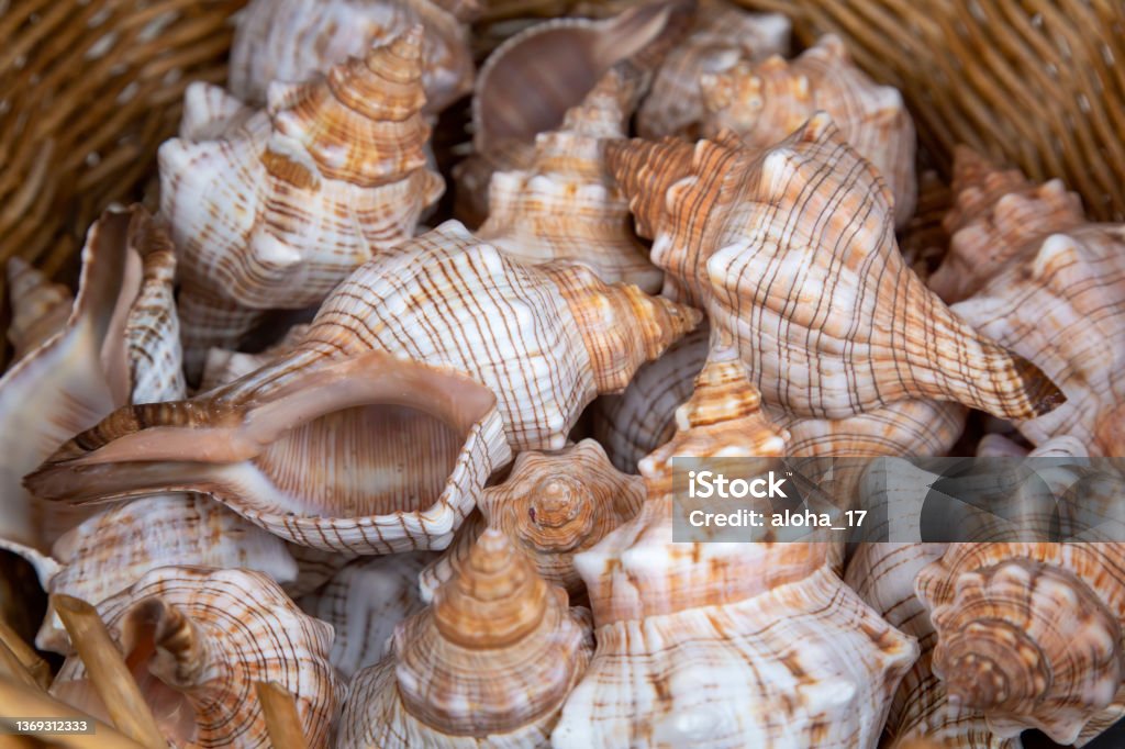Collection of sea shells in a bowl Seashell Stock Photo