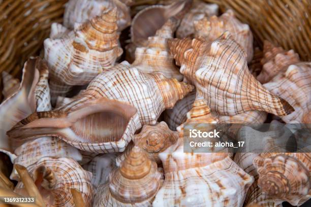 Collection Of Sea Shells In A Bowl Stock Photo - Download Image Now - Seashell, Beach, Backgrounds