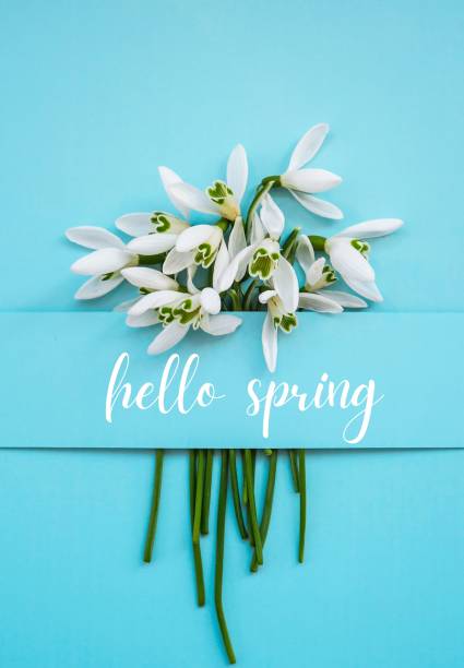 istock Greeting card text HELLO SPRING lettering with snowdrop flowers. Early spring flowers. Springtime. Fresh bouquet 1369312474