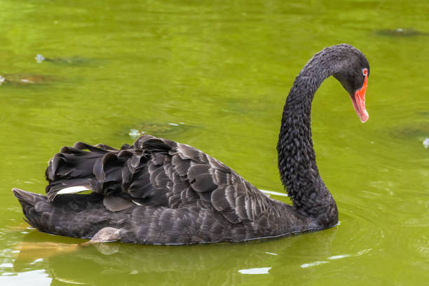 istock Black Swan in Singapore 1369312498