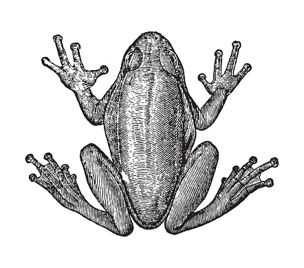 Vintage engraved illustration isolated on white background - European tree frog (Hyla arborea)