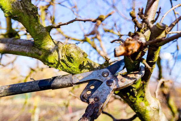 istock Blade of long shears as pruning fruit trees in the orchard 1369312896