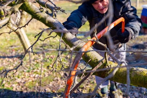 istock Gardener is cutting branch, pruning fruit tree, with hand using bow saw 1369312916