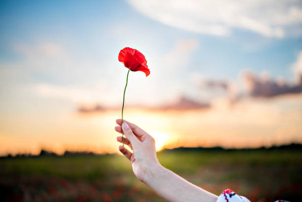 女性の手は、ポピーの赤いフィールド、美しいふわふわした青空の背景に赤いケシの花を保持しています。 - poppy flower field floral pattern ストックフォトと画像