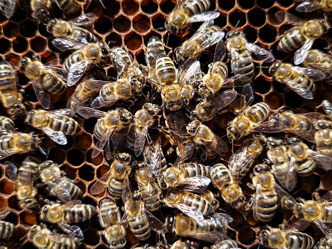 European honey bees on honeycomb frames. Bees surround their queen bee. Close up High quality photo in brown colors.