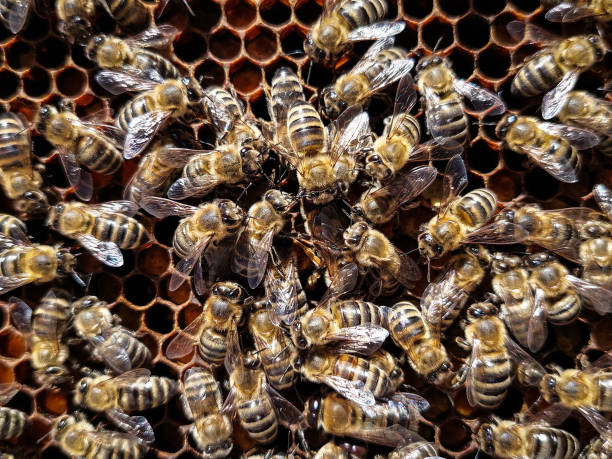 European honey bees on honeycomb frames. Close up photo stock photo