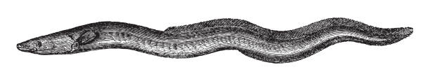 stockillustraties, clipart, cartoons en iconen met european eel (anguilla anguilla) - vintage engraved illustration isolated - paling nederland