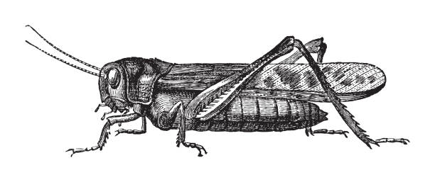 szarańcza wędrowna (locusta migratoria) - ilustracja grawerowana w stylu vintage - orthoptera stock illustrations