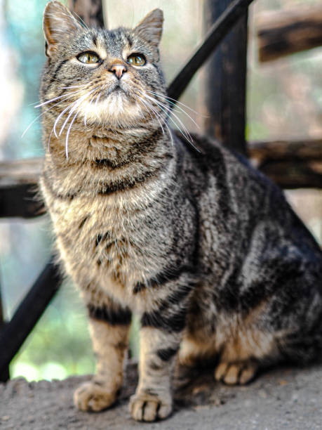 istock Retrato de gato callejero 1369316648