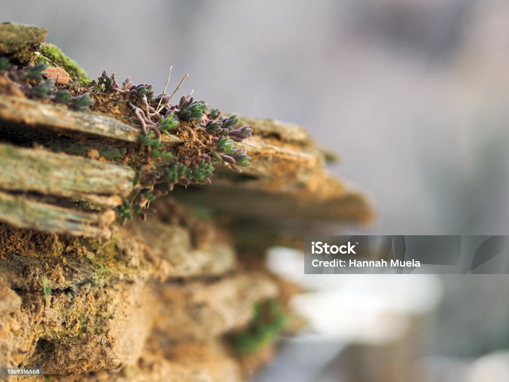 Pared de piedra con vegetación Slate wall Backgrounds Stock Photo