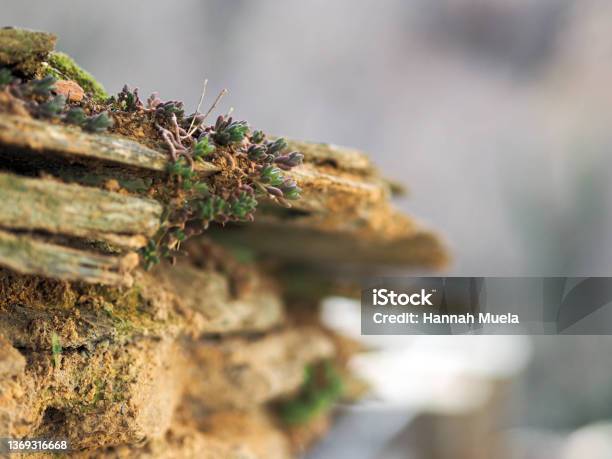 Pared De Piedra Con Vegetación Stock Photo - Download Image Now - Backgrounds, Close-up, Color Image