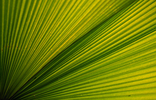 Green palm leaf texture for wallpaper and background. Abstract background. Texture background. Macro photography. Close up