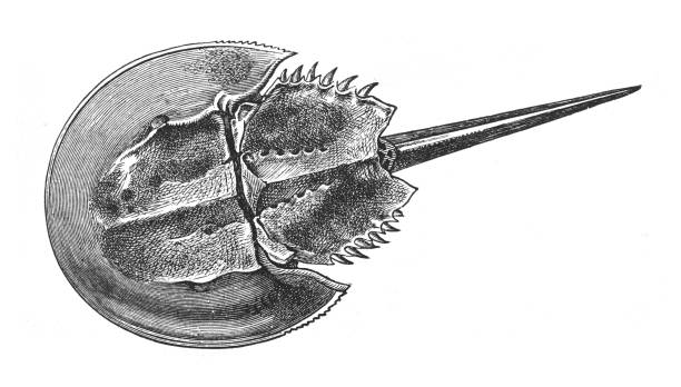 Indo-Pacific horseshoe crab (Tachypleus gigas) - vintage engraved illustration Vintage engraved illustration isolated on white background - Indo-Pacific horseshoe crab (Tachypleus gigas) horseshoe crab stock illustrations