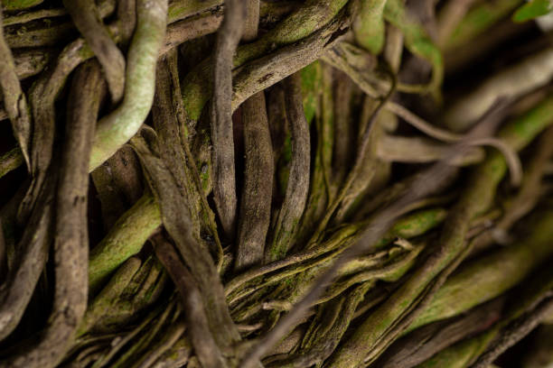 texture delle radici delle piante per sfondo e carta da parati. - origins oak tree growth plant foto e immagini stock