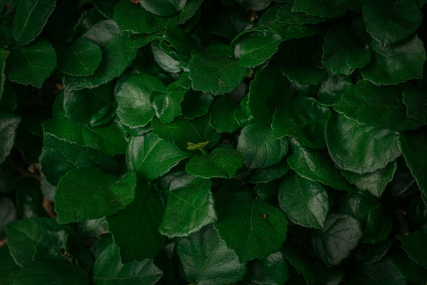 istock Green leaves texture for wallpaper and background. 1369316911