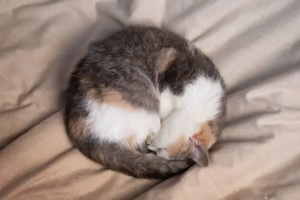 Little kitten sleeps