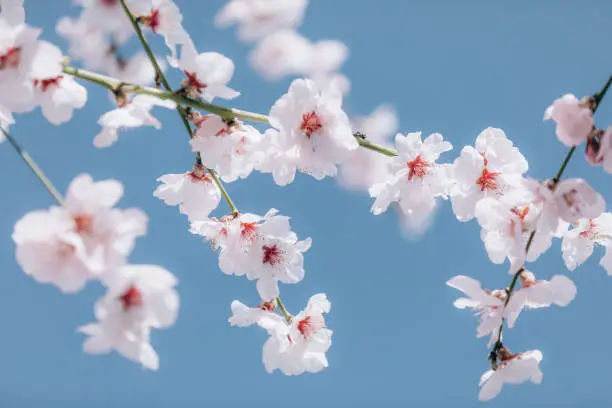 Almond blossom. Almond tree blooming in springtime with tiny white and pink flowers.
