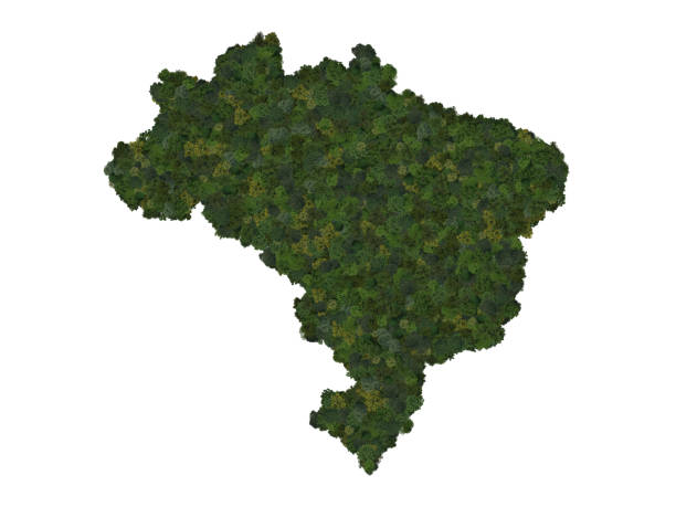 Top view of a forest of trees forming the map of Brazil. Top view. Environmental , Ecology, and sustainability concepts. Top view of a forest of trees forming the map of Brazil. Top view. Environmental , Ecology, and sustainability concepts. amazon forest stock illustrations