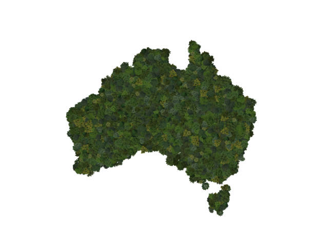 ilustrações, clipart, desenhos animados e ícones de vista superior de uma floresta de árvores formando o mapa da austrália. vista superior. conceitos ambientais, ecologia e sustentabilidade. - michael