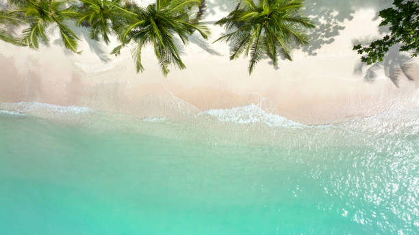 istock Top view of beaches and blue sea Surrounded by palm trees 1369323249