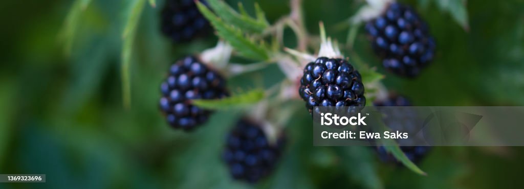 Blackberries fruit close up, large berries, ripe and juicy growing in the summer garden, Blackberries fruit close up, large berries, ripe and juicy growing in the summer garden, green blurred background, self sufficiency and healthy food concept Blackberry - Fruit Stock Photo