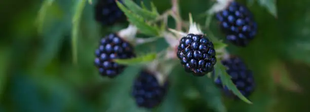 Photo of Blackberries fruit close up, large berries, ripe and juicy growing in the summer garden,